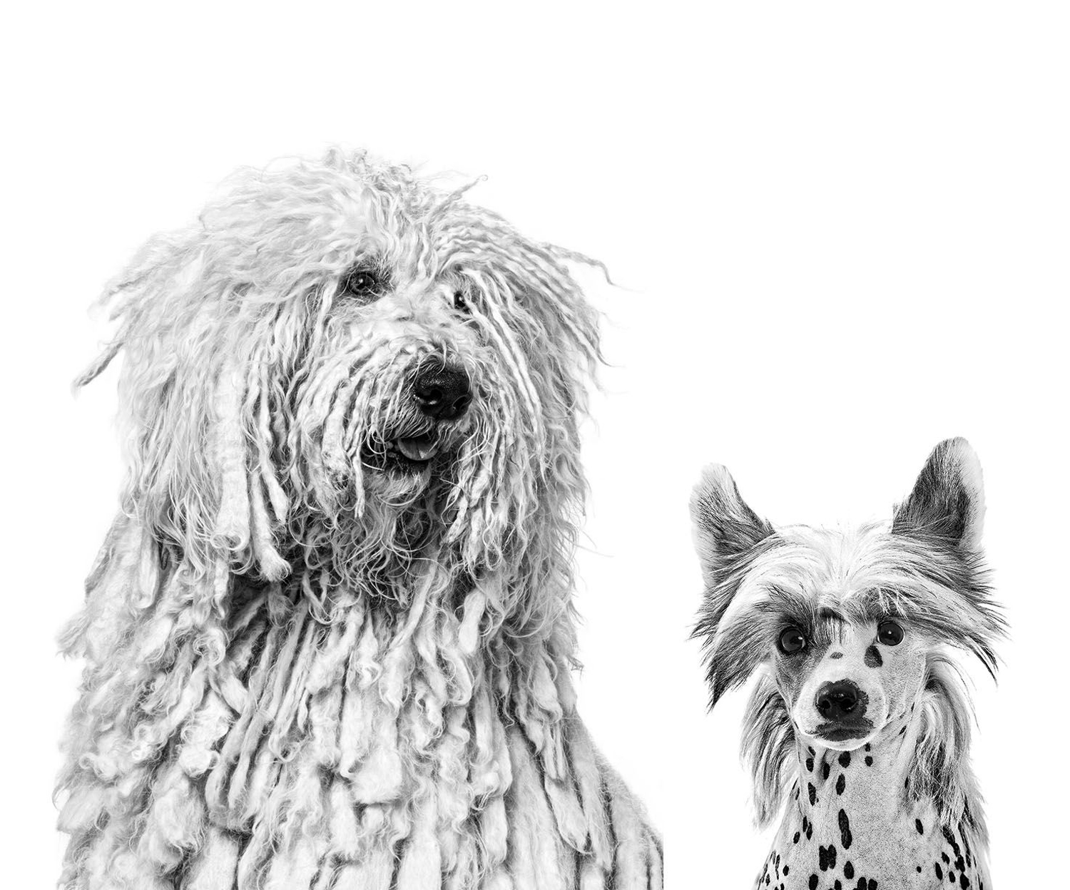 Canine Sensitivities