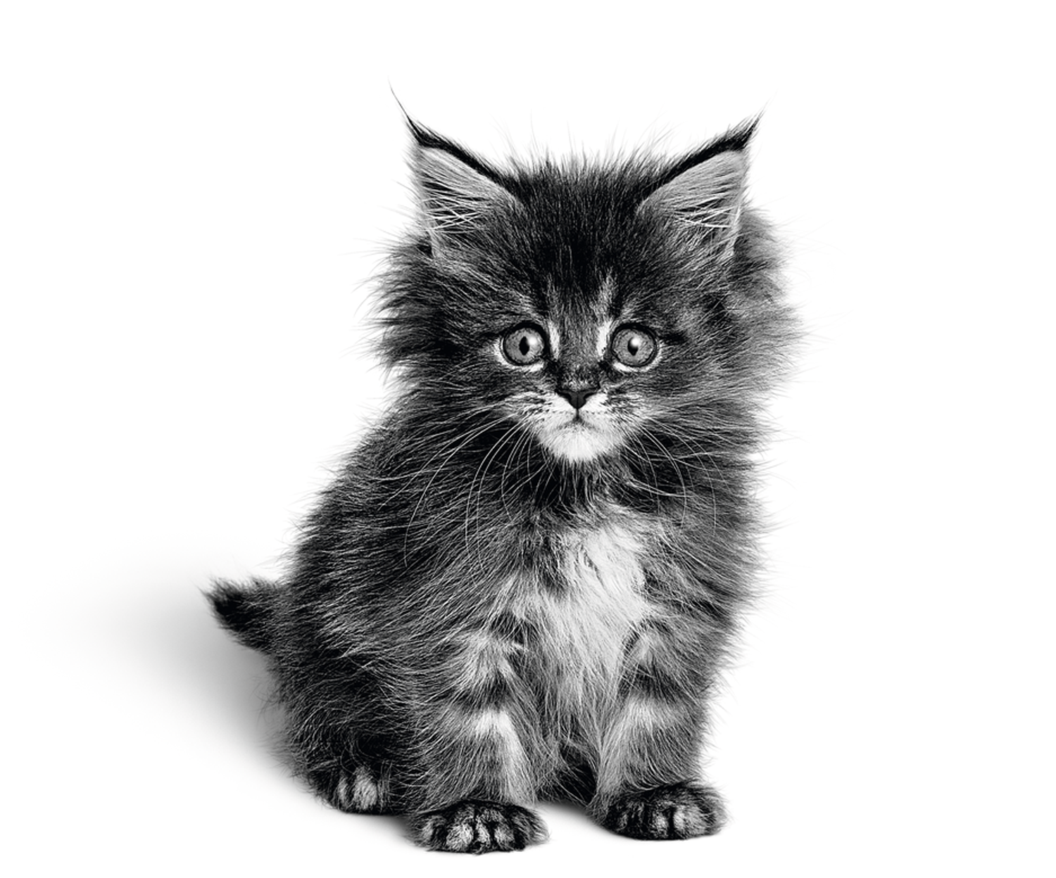 Kittens - Healthy Start