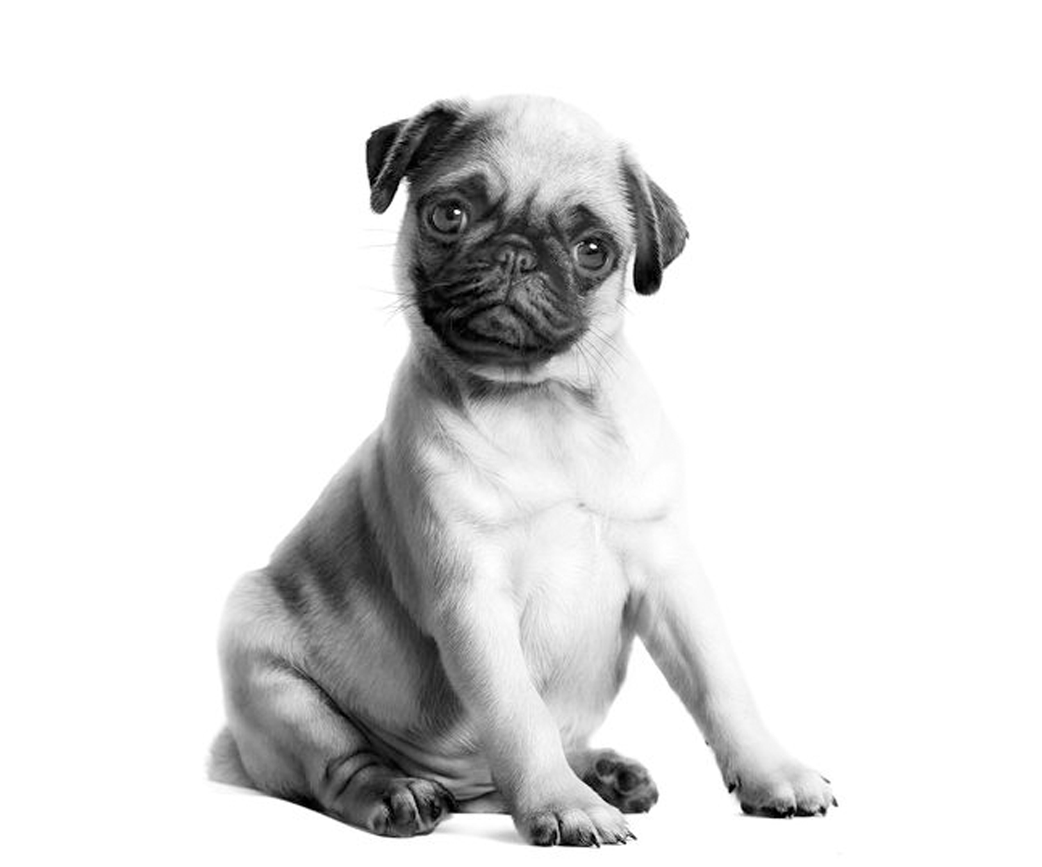 Puppies - Healthy Start