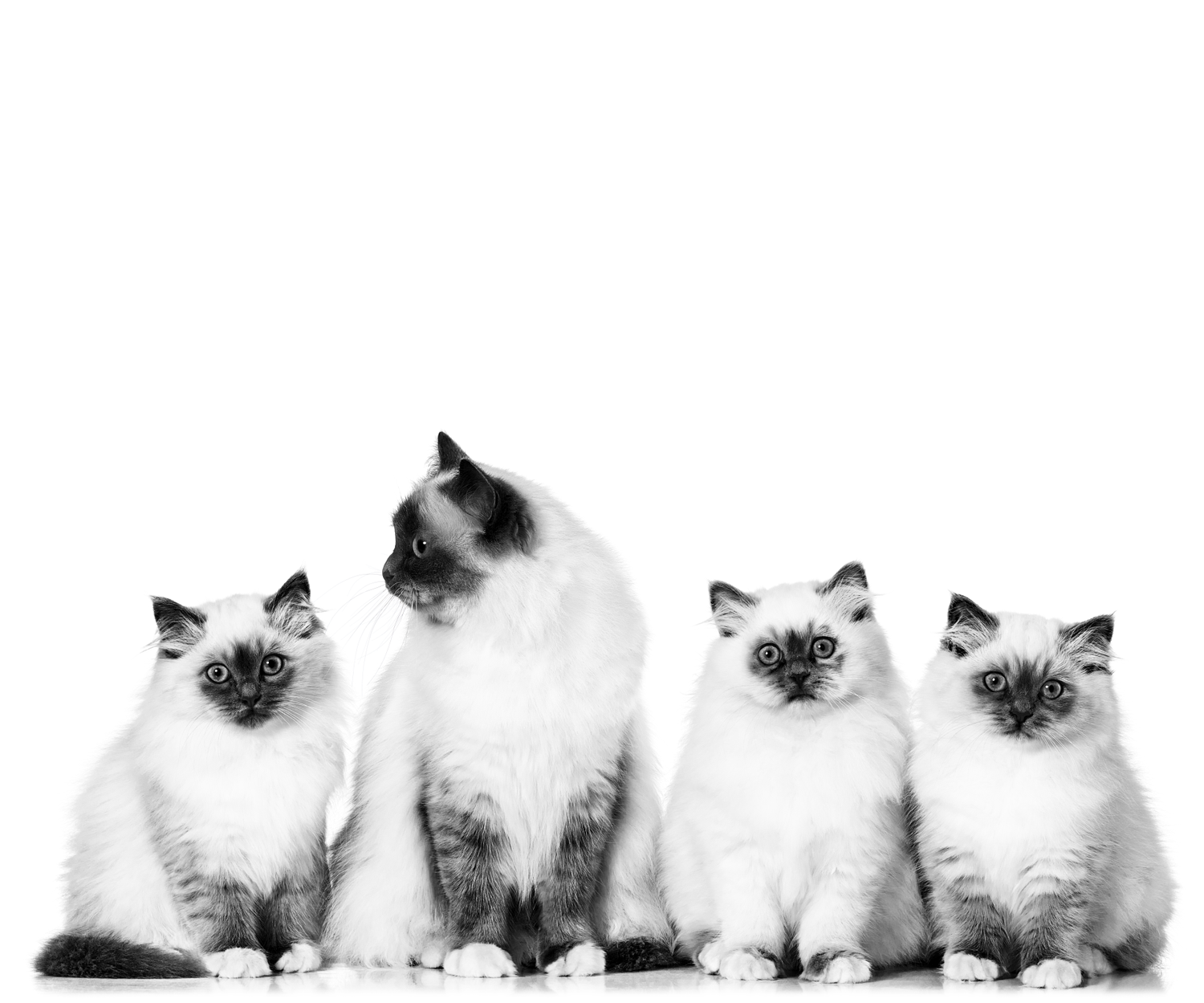 Feline Health & Lifestyle