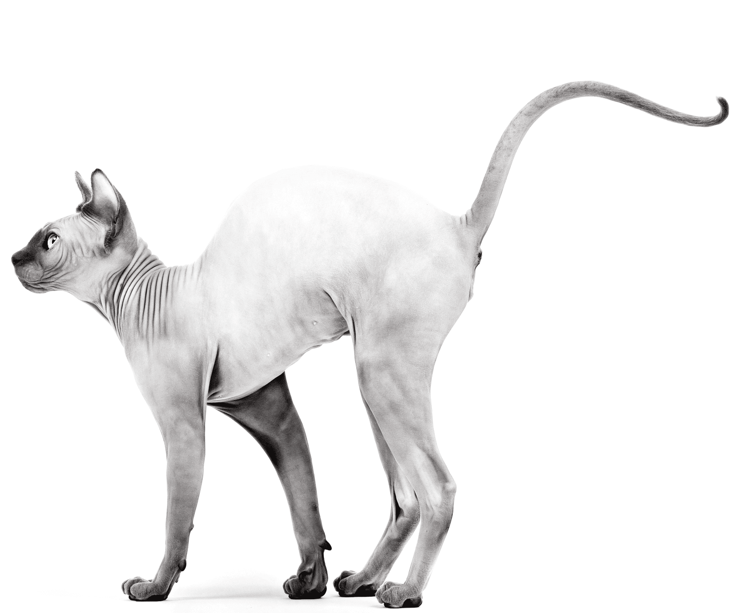 Feline Sensitivities