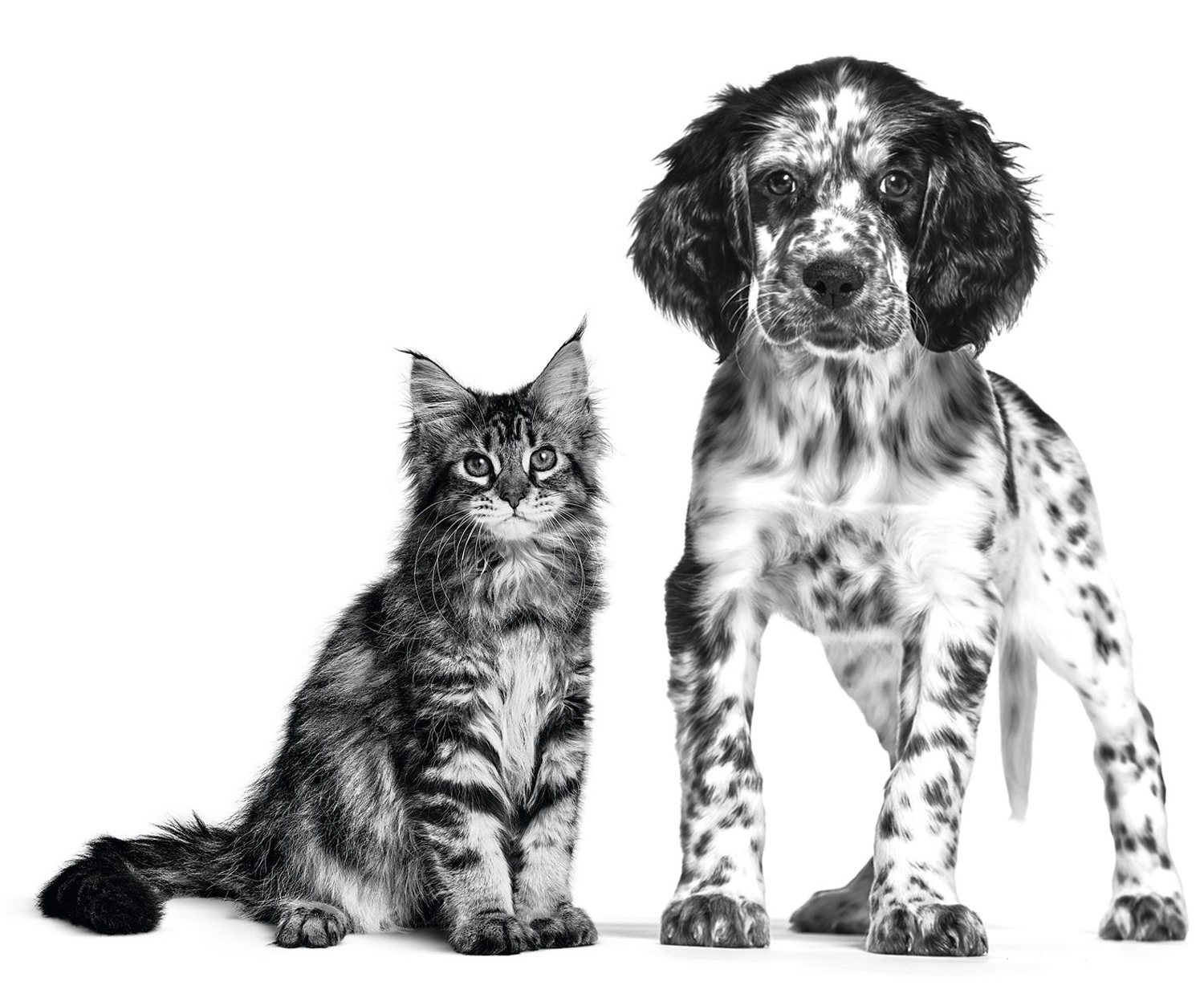 Pure Breed Rescue Organisations