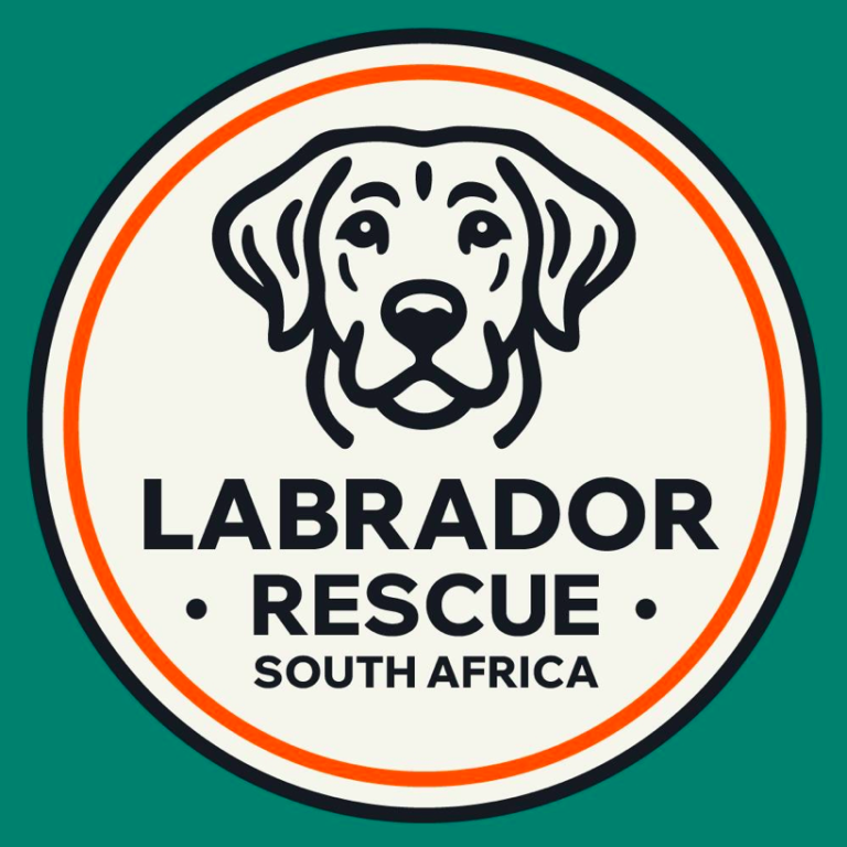 Lab Resque LABRADOR RETRIEVERS - Labrador Rescue South Africa | Alpha Pets South ...