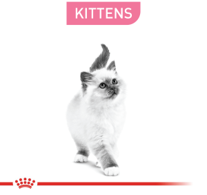 KITTENS