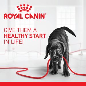 ROYAL CANIN Healthy Start for puppies & kittens.